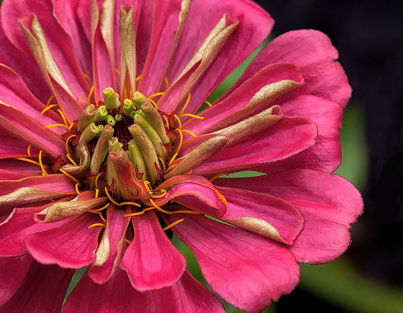 Zinnia