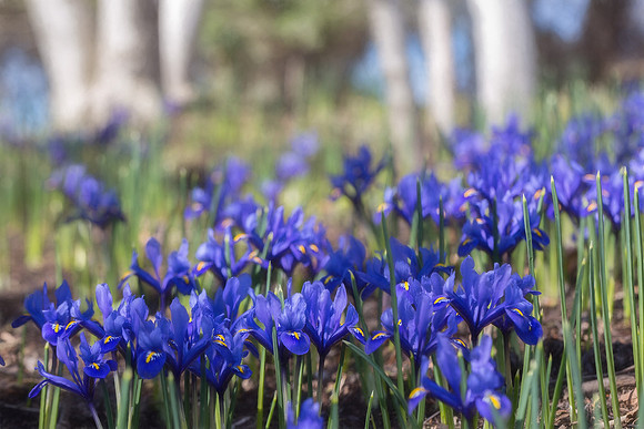 'Harmony' Iris in Sensory Garden Woods