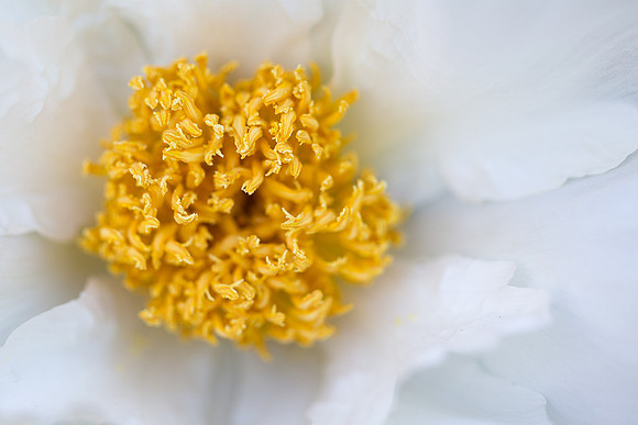 Peony
