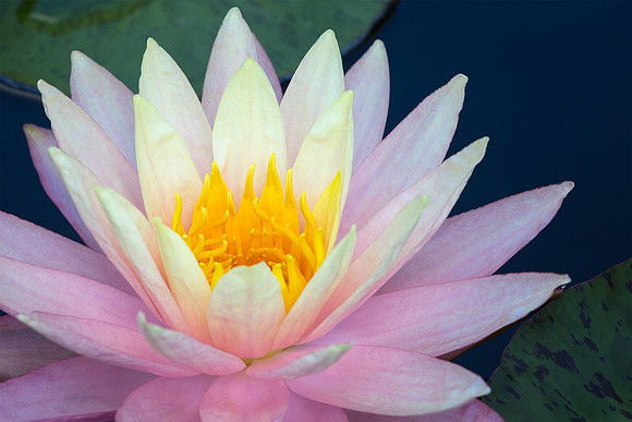 Monet's Waterlily