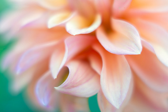 Dahlia Petals
