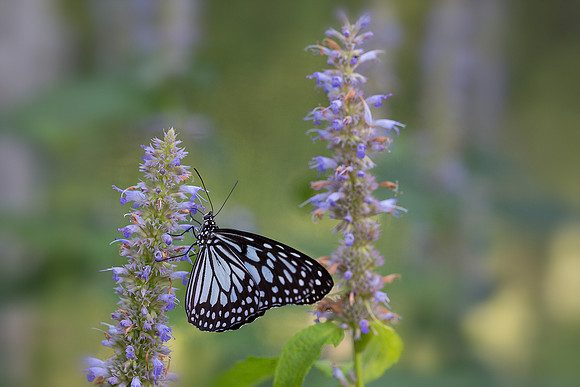 White Tree Nymph
