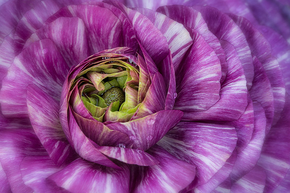 Persian Buttercup