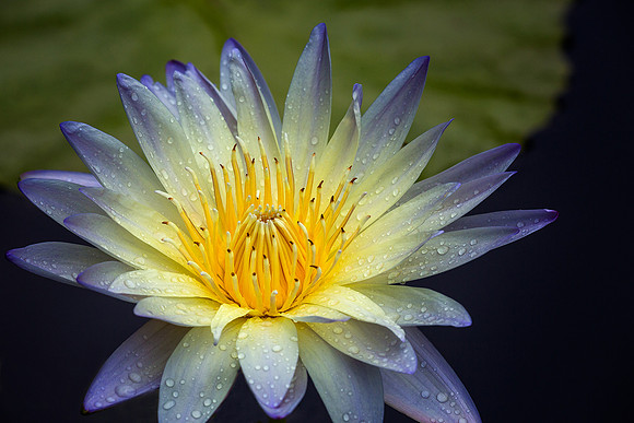 Waterlily in the Rain