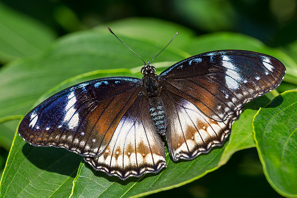 Great Eggfly - Female