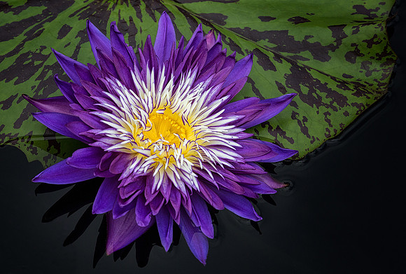 Explosion of Color