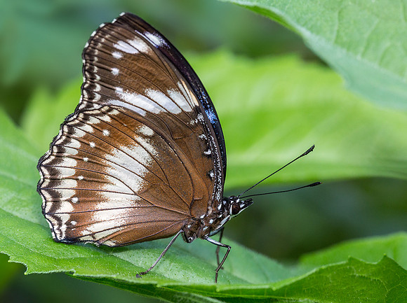 Great Eggfly