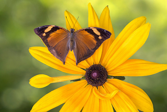 Autumn Leaf Butterfly