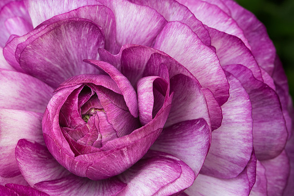 Purple Beauty