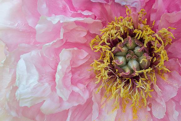 Peony