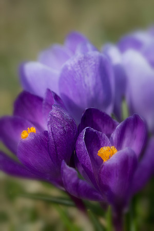 'Remembrance' Dutch Crocus