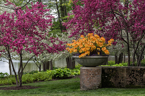 Azeleas Among the Crabapples