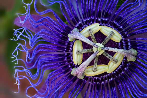 Passion Flower