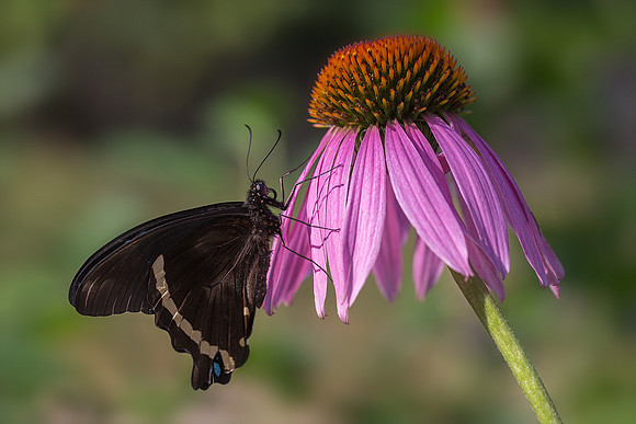 Blue Banded Swallowtail