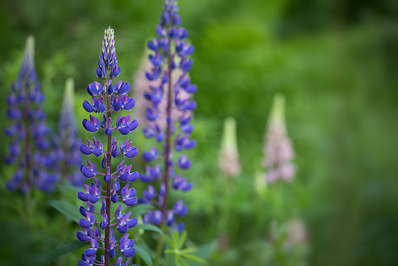 Lupines at Jordan Pond House, Acadia