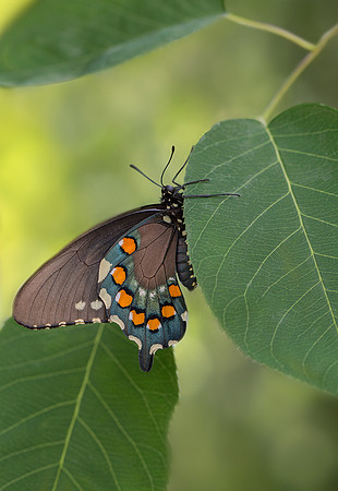Pipevine Swallowtail
