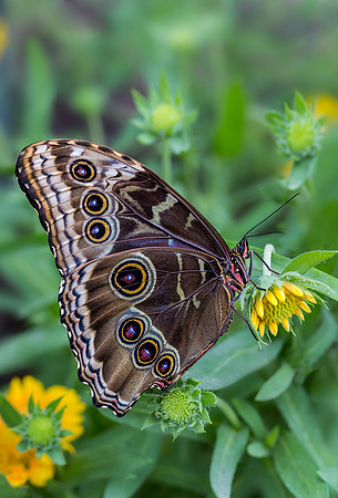 Blue Morpho