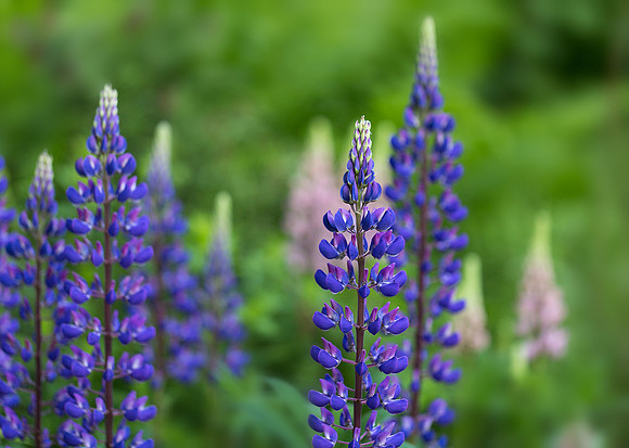 Lupines at Jordan pond House, Acadia