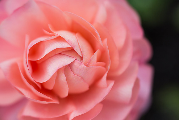 Persian Buttercup