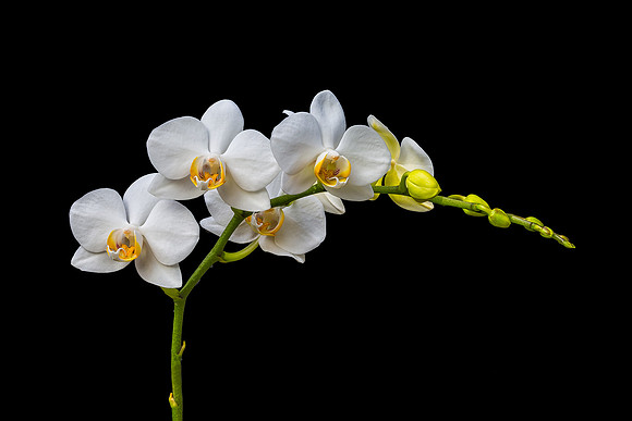 Phalaenopsis #3