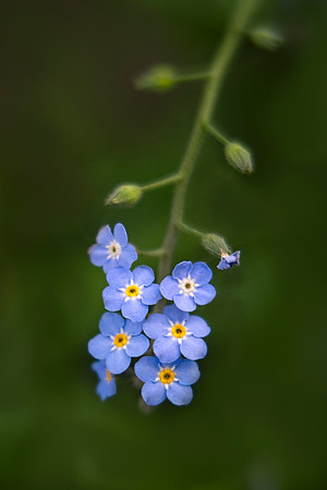 Forget Me Nots