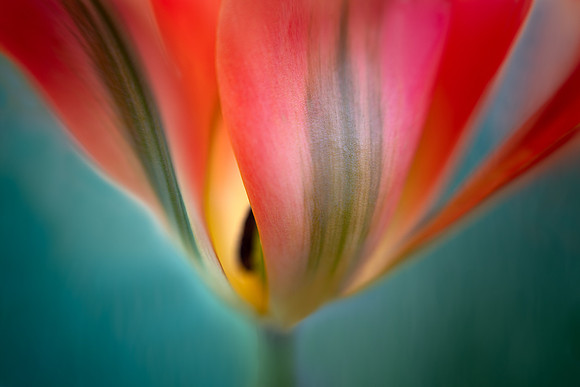 Tulip Abstract