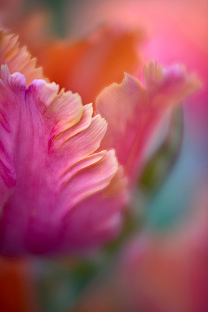Tulipa 'Amazing Parrot'