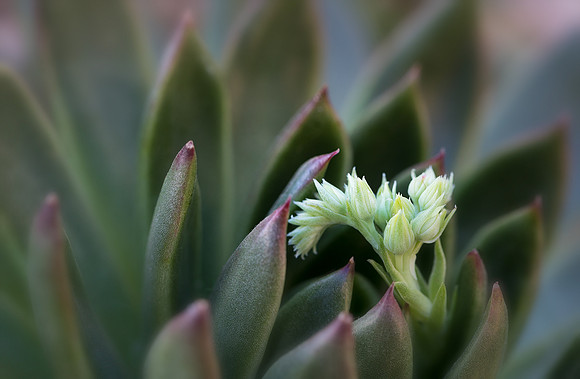 Emergence