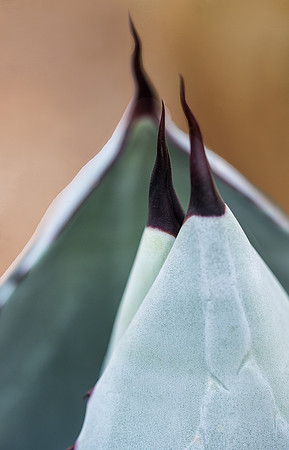 Agave Encounter