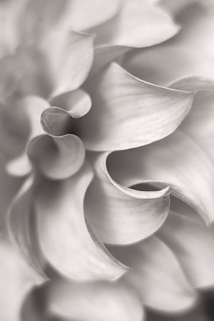 Petal Study in Black and White