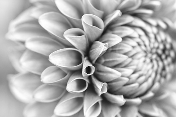 Dahlia in Black and White