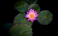 Waterlily and Lily Pads
