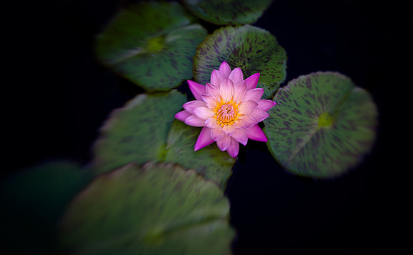 Waterlily and Lily Pads
