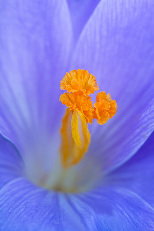 Shy Crocus