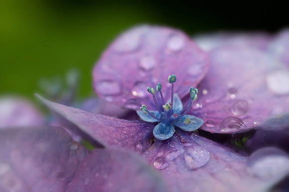 Freshly Watered Hydrangea