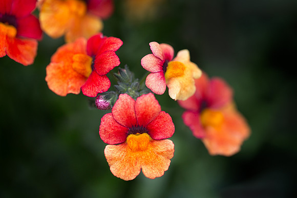 'Blood Orange' Nemesia
