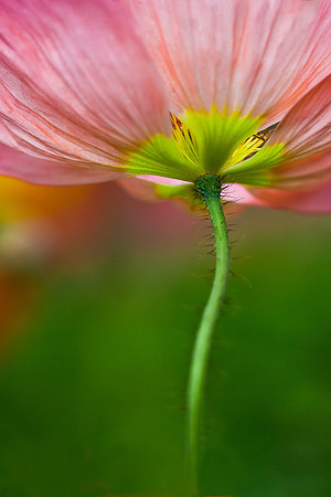 Iceland Poppy