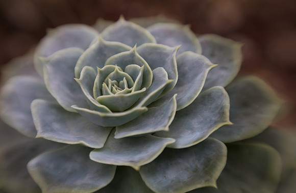 Succulent