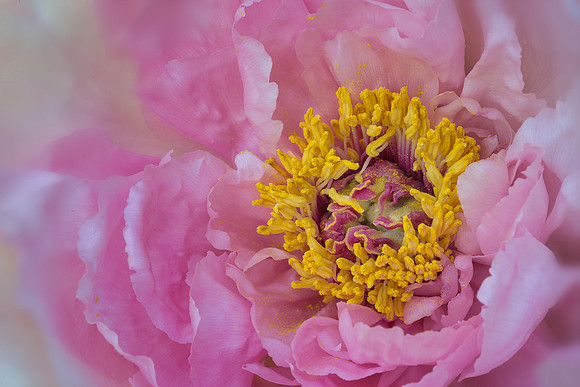 Peony