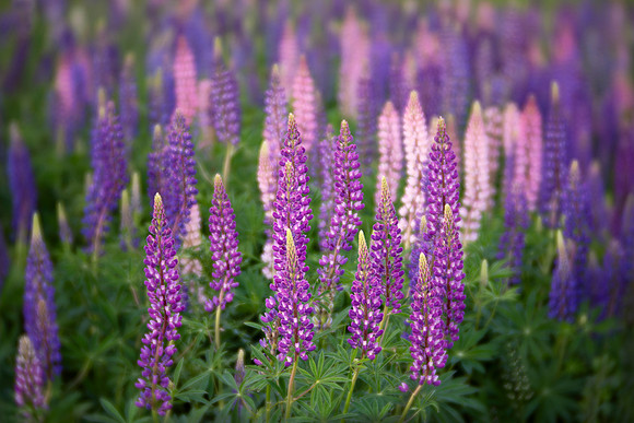 Lupines of Madeline Island