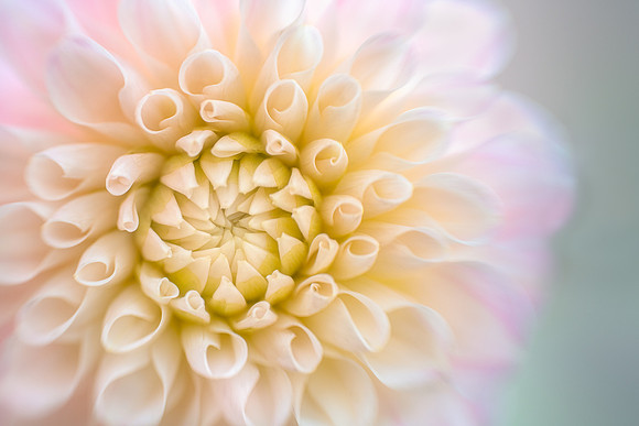 Dahlia 'Sweet Nathalie'