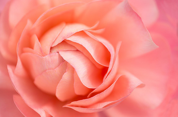 Persian Buttercup