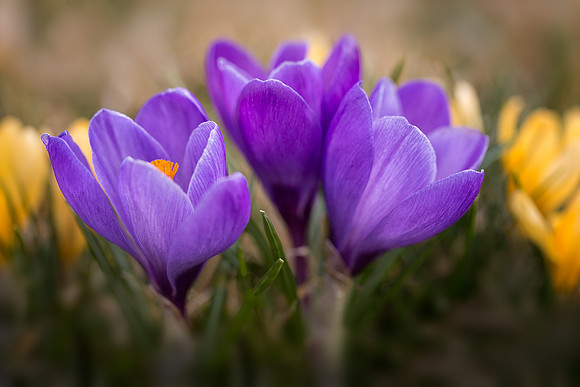 Crocus in Spring