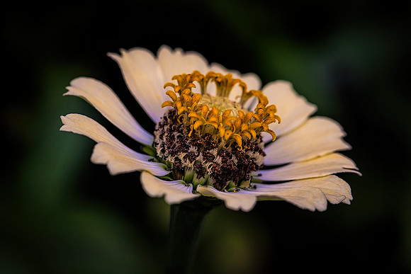 Zinnia at Sunset