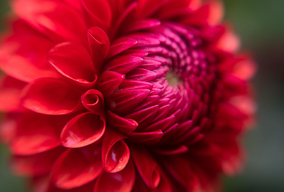 Dahlia 'Brown Sugar'