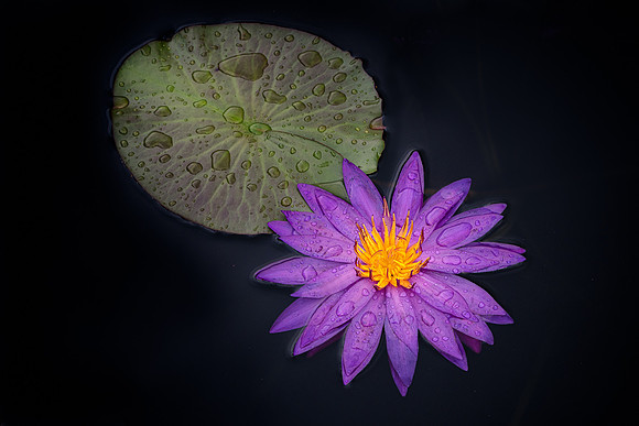 Waterlily
