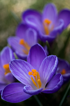 'Remembrance' Dutch Crocuses on Evening Island