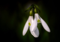 Entwined