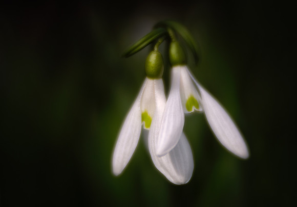 Entwined