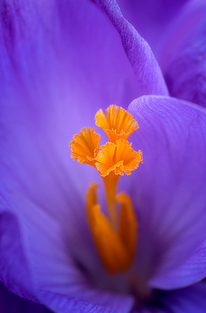 Crocus